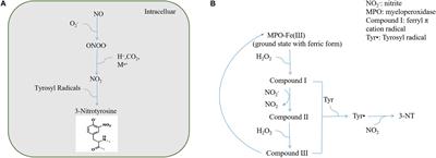 Fundamental Mechanisms of the Cell Death Caused by Nitrosative Stress